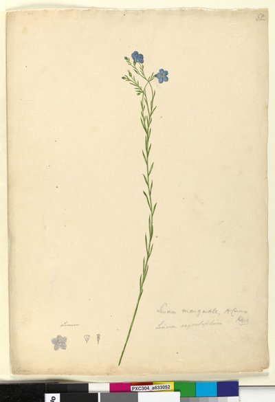 Página 52. Linum marginale de John William Lewin