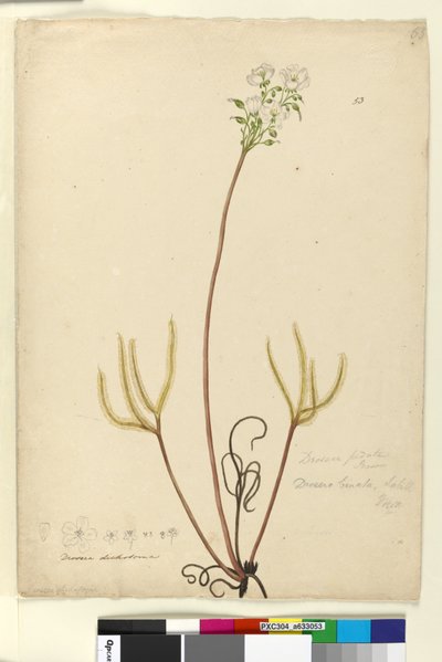 Página 53. Drosera binata de John William Lewin