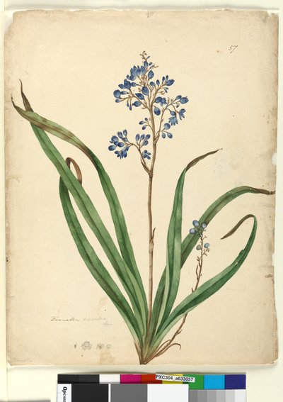 Página 57. Dianella caerulea de John William Lewin