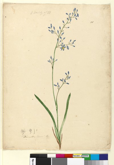 Página 58. Dianella levis de John William Lewin
