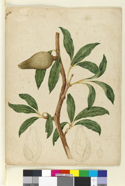 Página 5. Xylomelum pyriforme de John William Lewin