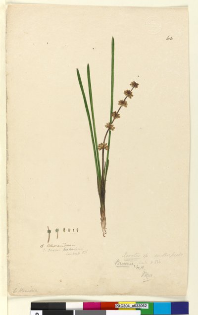 Página 62. Xerotes Lomandra multiflora de John William Lewin