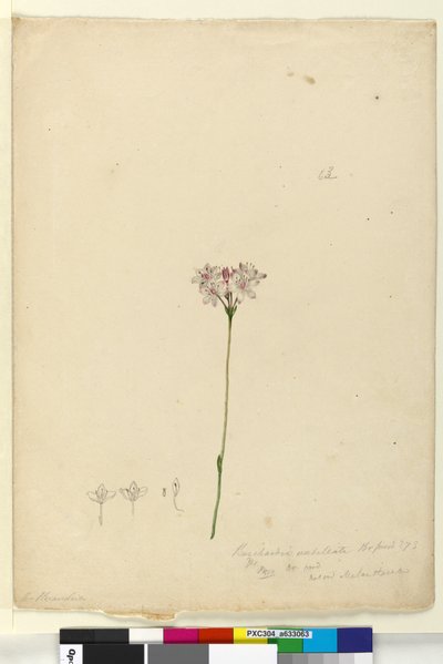 Página 63. Burchardia umbellata de John William Lewin