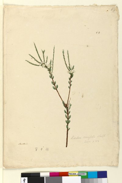 Página 64. Baeckea densifolia de John William Lewin