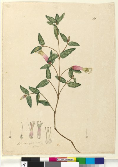 Página 68. Correa speciosa de John William Lewin