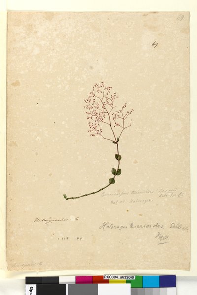 Página 69. Gonocarpus teucrioides de John William Lewin