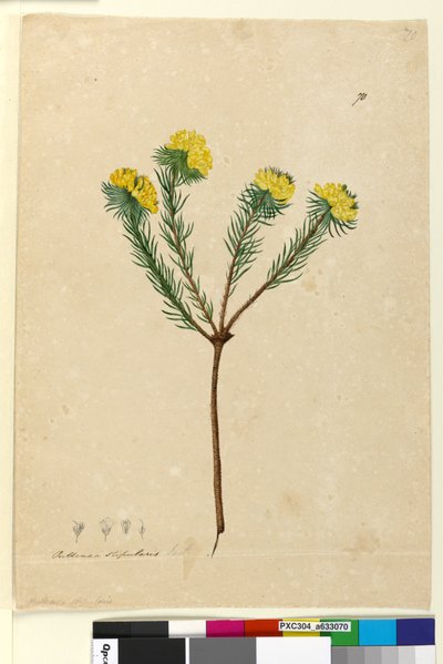 Página 70. Pultenaea stipularis de John William Lewin