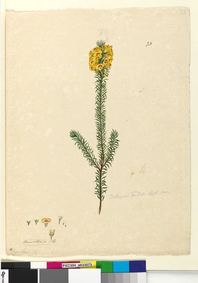 Página 73. Dillwynia rubis?, c.1803-06 de John William Lewin
