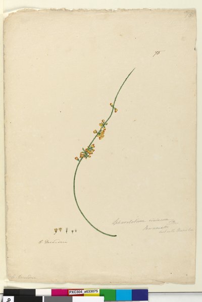Página 75. Sphaerolobium vimineum de John William Lewin