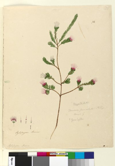 Página 76. Darwinia fascicularis de John William Lewin