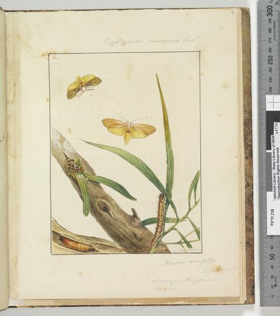 Página 7. Pl.2 Cryptophasa Rebescens Lewin de John William Lewin
