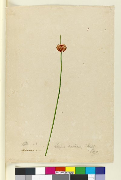 Página 7. Scirpus nodosus de John William Lewin