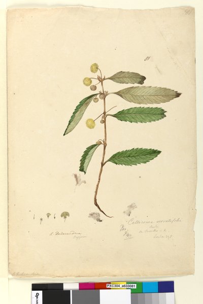 Página 81. Callicoma serratifolia de John William Lewin