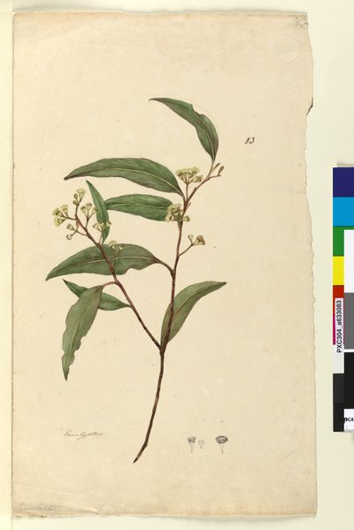 Página 83. Eucalyptus de John William Lewin