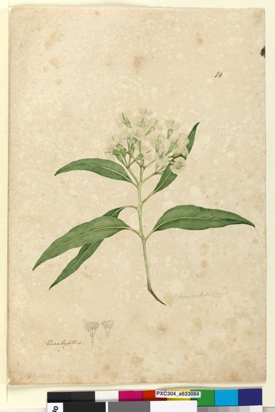 Página 84. Eucalyptus paniculata, c.1803-06 de John William Lewin