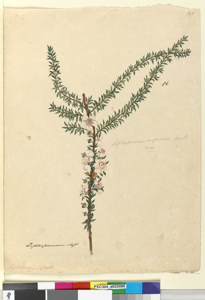 Página 86. Leptospermum scoparium de John William Lewin