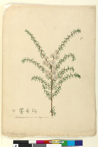 Página 87. Leptospermum ambiguum de John William Lewin
