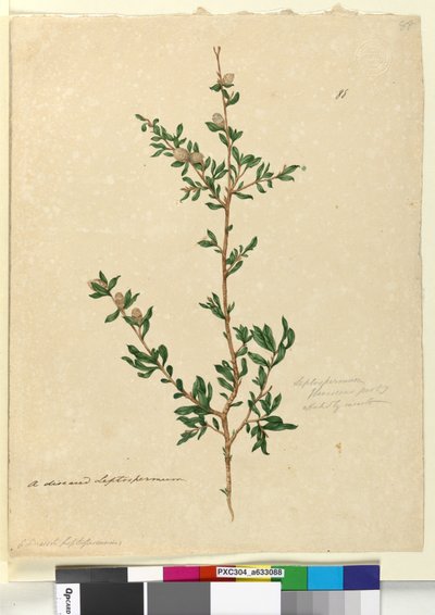 Página 88. Leptospermum flavescens de John William Lewin