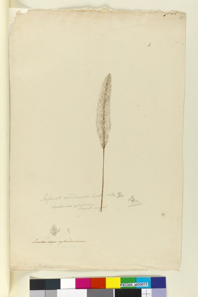 Página 8. Imperata arundinacea sin. Saccharum cylindricum de John William Lewin