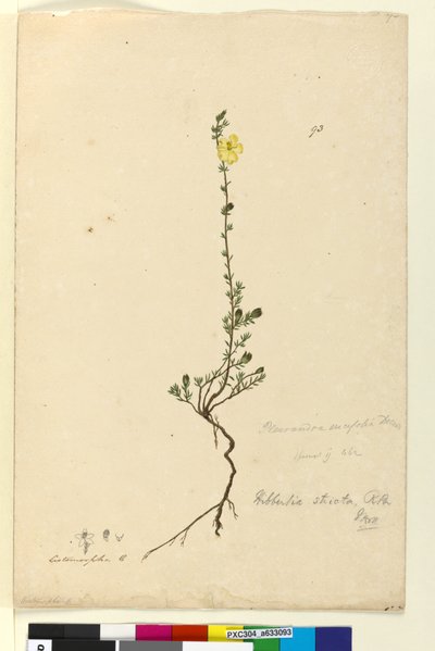 Página 93. Hibbertia stricta de John William Lewin