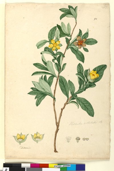 Página 94. Hibbertia volubilis sin. Hibbertia scandens de John William Lewin