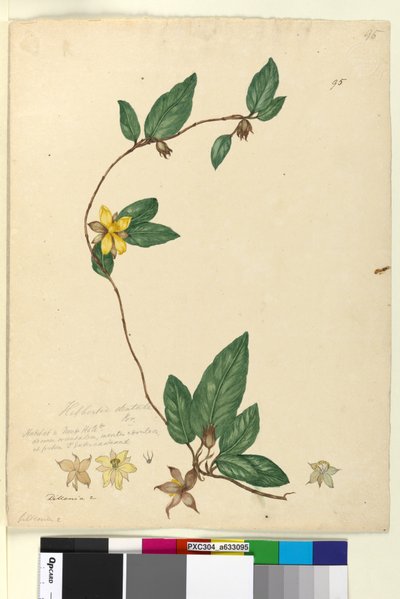 Página 95. Hibbertia dentata de John William Lewin