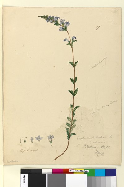 Página 97. Euphrasia paludosa de John William Lewin