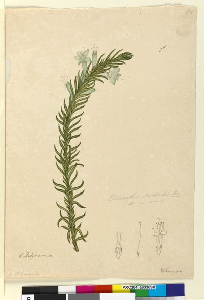 Página 98. Chloanthes stoechadis de John William Lewin