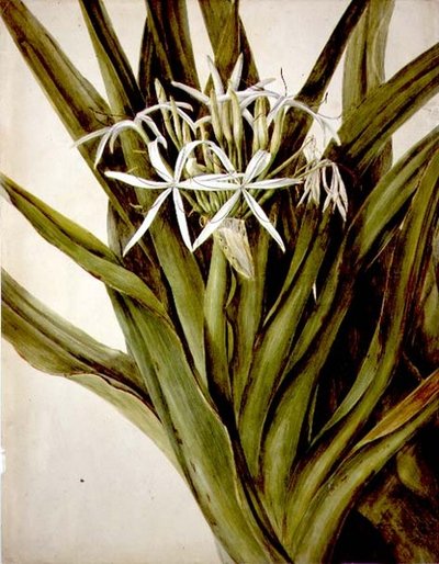 El lirio de Murray, cirinum pedunculatum de John William Lewin