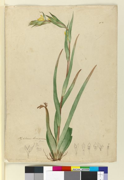 Phylidrum lanuginosum de John William Lewin