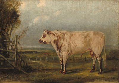 Un toro joven, c. 1849 de John Woodhouse Audubon
