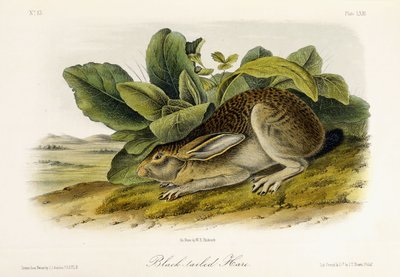 Liebre de cola negra, c.1849-1854 de John Woodhouse Audubon