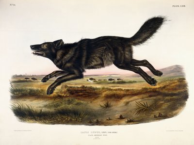 Lobo americano negro, macho, 1845 de John Woodhouse Audubon