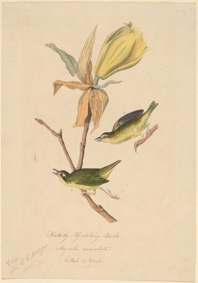 Reinita atrapamoscas de Kentucky de John Woodhouse Audubon