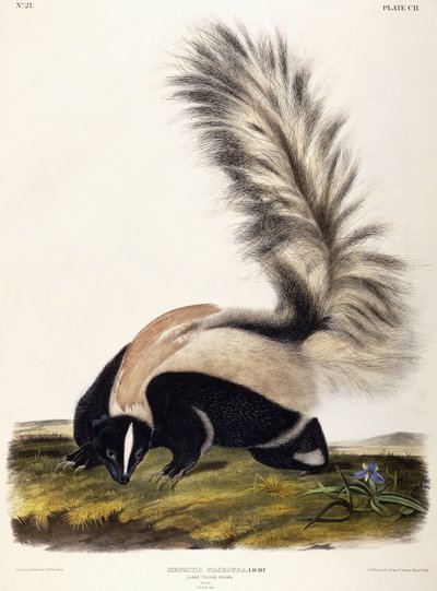 Mofeta de cola grande, 1846 de John Woodhouse Audubon