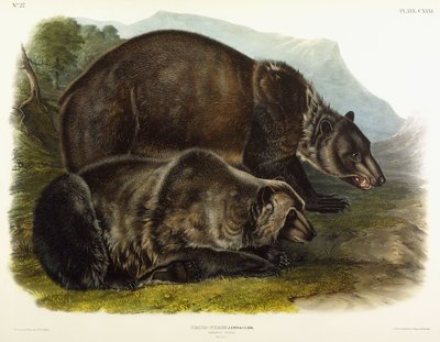 Oso grizzly macho, 1848 de John Woodhouse Audubon