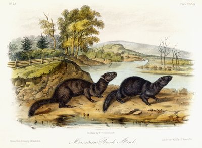 Visón de arroyo montañoso, c.1849-1854 de John Woodhouse Audubon