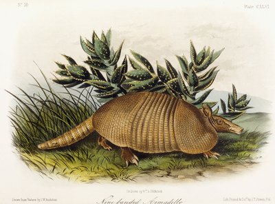 Armadillo de nueve bandas, 1849-1854 de John Woodhouse Audubon