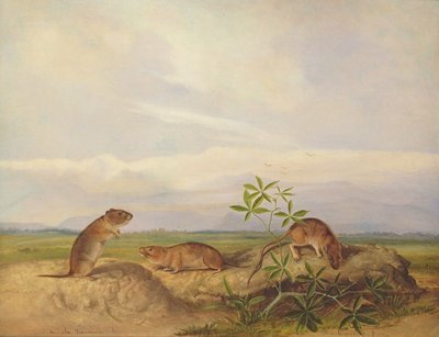 Ratón de pradera de Townsend, ratón de pradera de arroz y rata de arroz de pantano de John Woodhouse Audubon