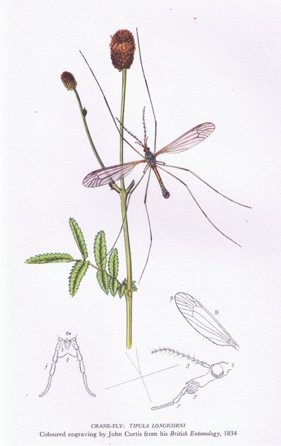Mosca Grulla, Naturaleza en Gran Bretaña publicada por Collins, 1946 de John after Curtis