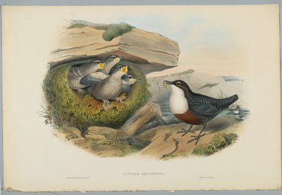 Cinclus Aquaticus - Mirlo Acuático, grabado por H. C. Richter de John after Gould