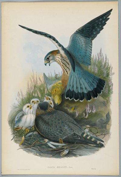 Falco Aesalon - Esmerejón, dibujado por J. Wolf, grabado por H. C. Richter de John after Gould