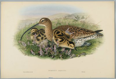 Numenius Arquata - Zarapito, grabado por H. C. Richter de John after Gould