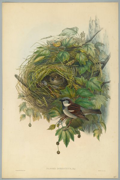 Passer Domesticus - Gorrión Común, grabado por H. C. Richter de John after Gould