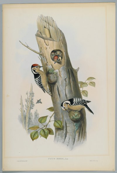 Picus Minor - Pito Real Menor, grabado por H. C. Richter de John after Gould