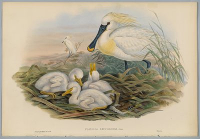 Platalea Leucorodia - Espátula y Cría, grabado por H. C. Richter de John after Gould
