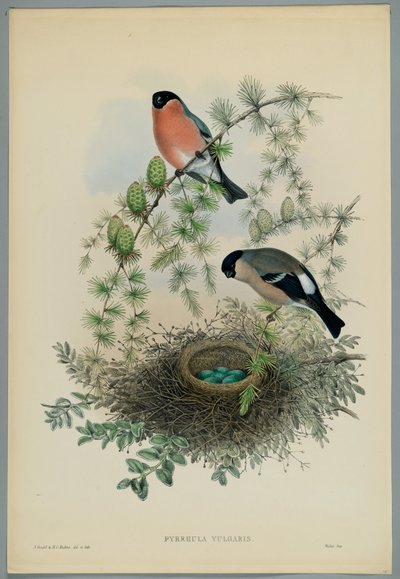 Imagen Desconocida de John after Gould