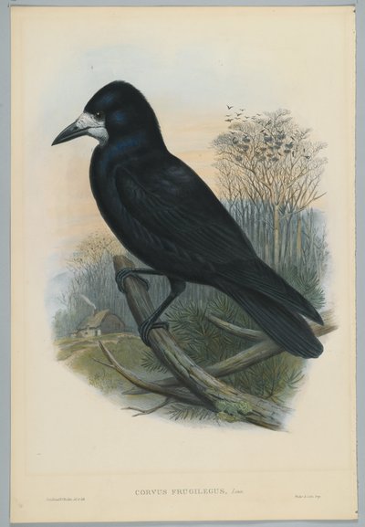 Imagen Desconocida de John after Gould
