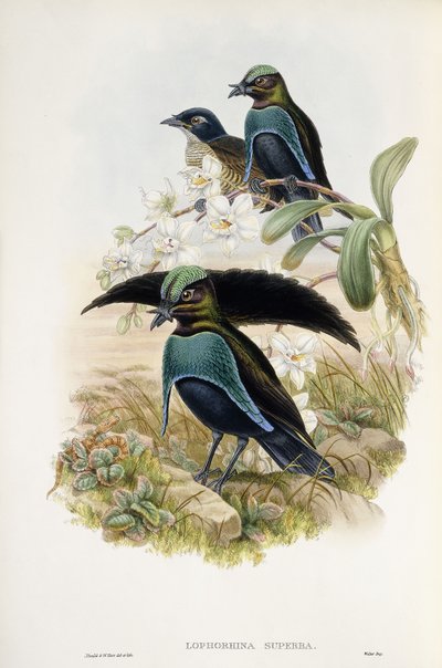 Ave del Paraíso Magnífica (Lophorina Superba) de John and Hart William Gould