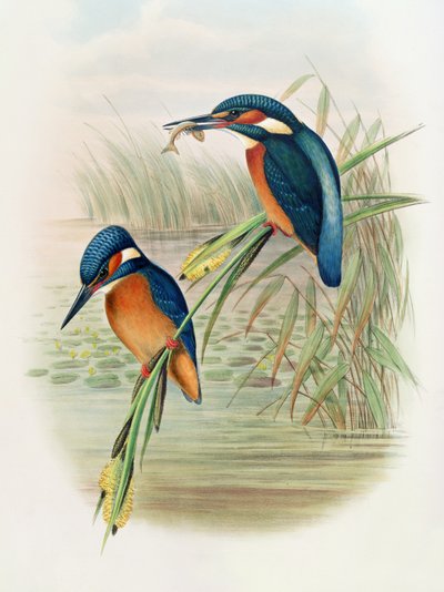 Alcedo Ispida, placa de 